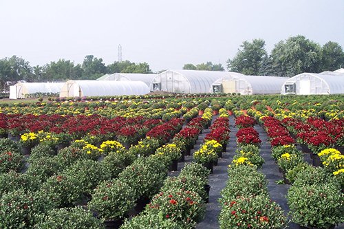 Property photo 2 - Complete Greenhouse Inventory Liquidation, 2 Dates, October 23 & 26 Plus 14 Acres